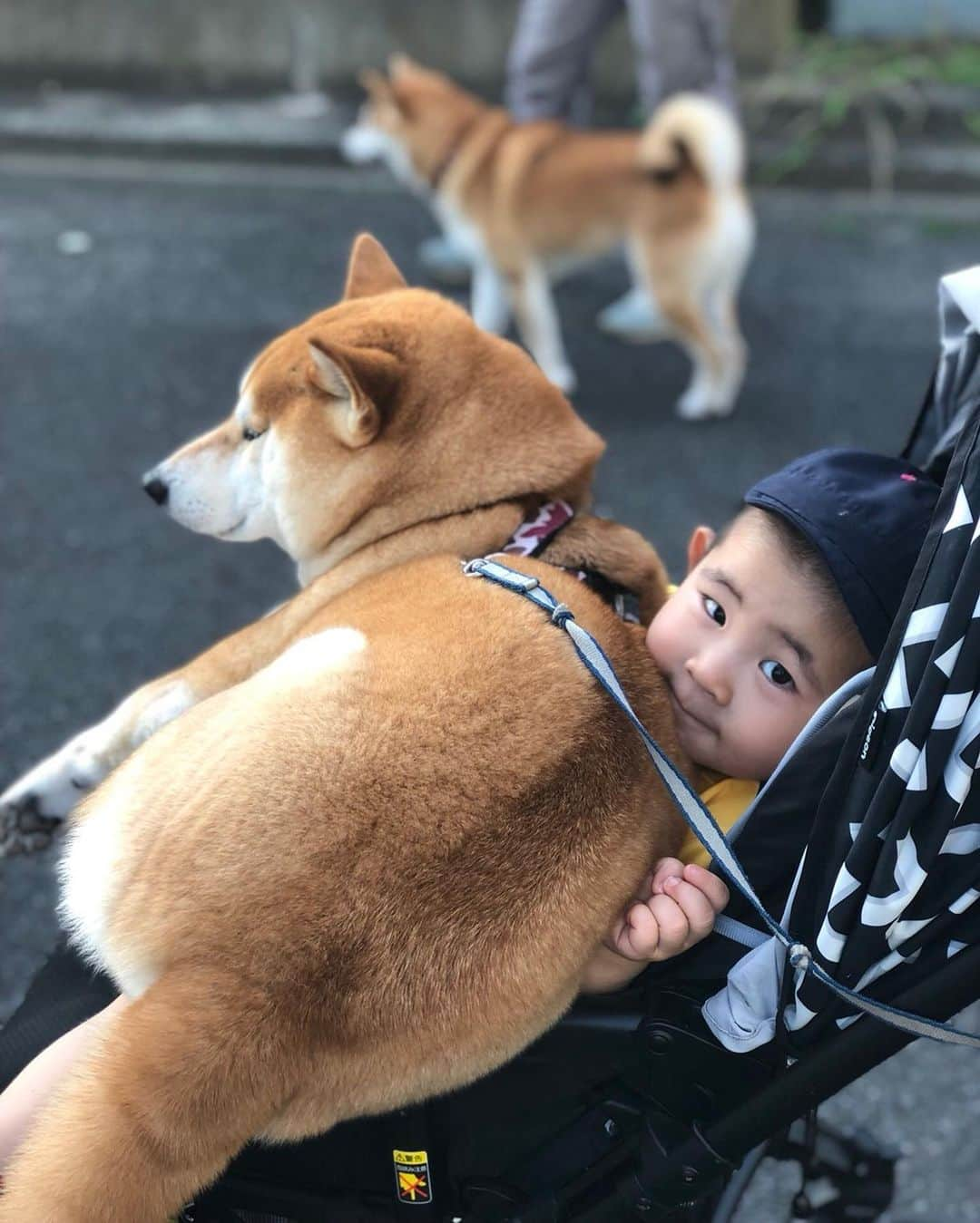 高橋みゆきさんのインスタグラム写真 - (高橋みゆきInstagram)「最近は散歩途中に👦「クラ吉抱っこ〜🐶」って言う…乗せてあげたらキャッキャ嬉しそうでした👦🎶 #突然抱っこするって言い出した #散歩 #ベビーカー壊れるよ #クラ吉もまんざらではない」6月30日 22時40分 - shin_miyukichi