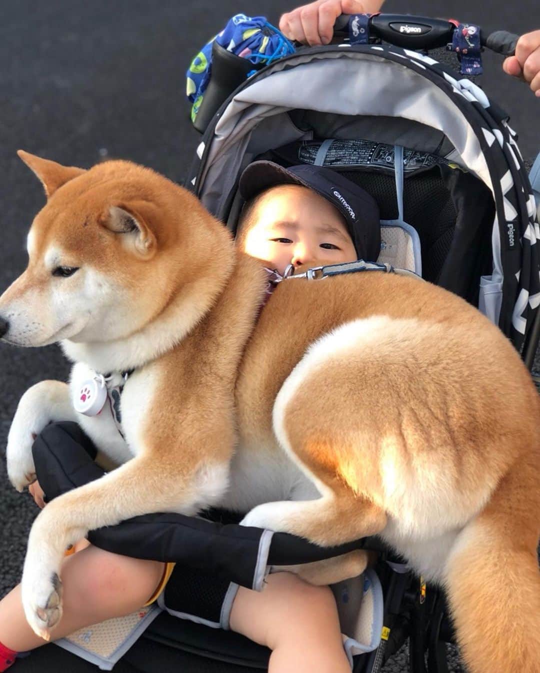 高橋みゆきのインスタグラム：「最近は散歩途中に👦「クラ吉抱っこ〜🐶」って言う…乗せてあげたらキャッキャ嬉しそうでした👦🎶 #突然抱っこするって言い出した #散歩 #ベビーカー壊れるよ #クラ吉もまんざらではない」
