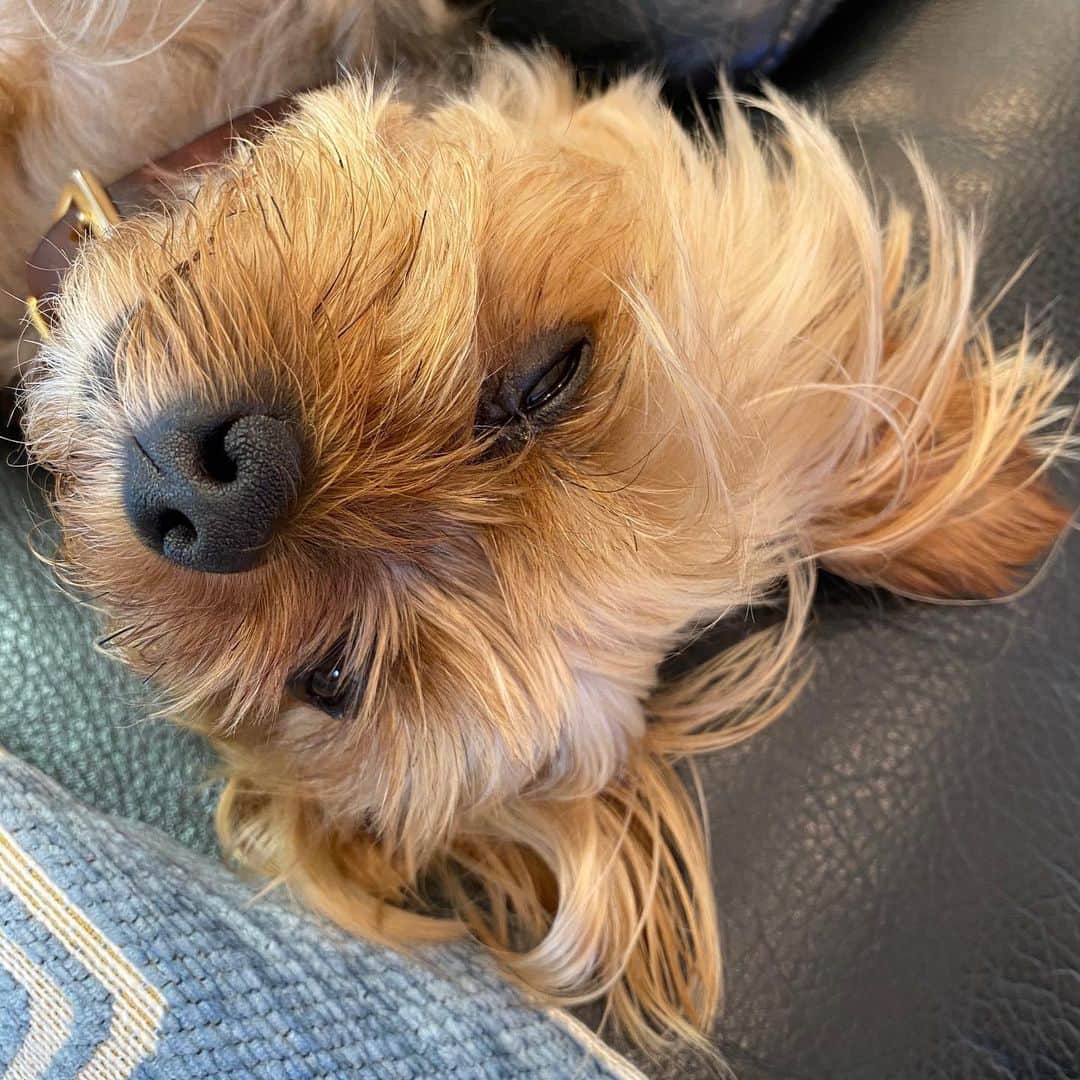 Rubyさんのインスタグラム写真 - (RubyInstagram)「ちょっと、あたし一応レディーなの。寝顔勝手に撮らないでよね ...