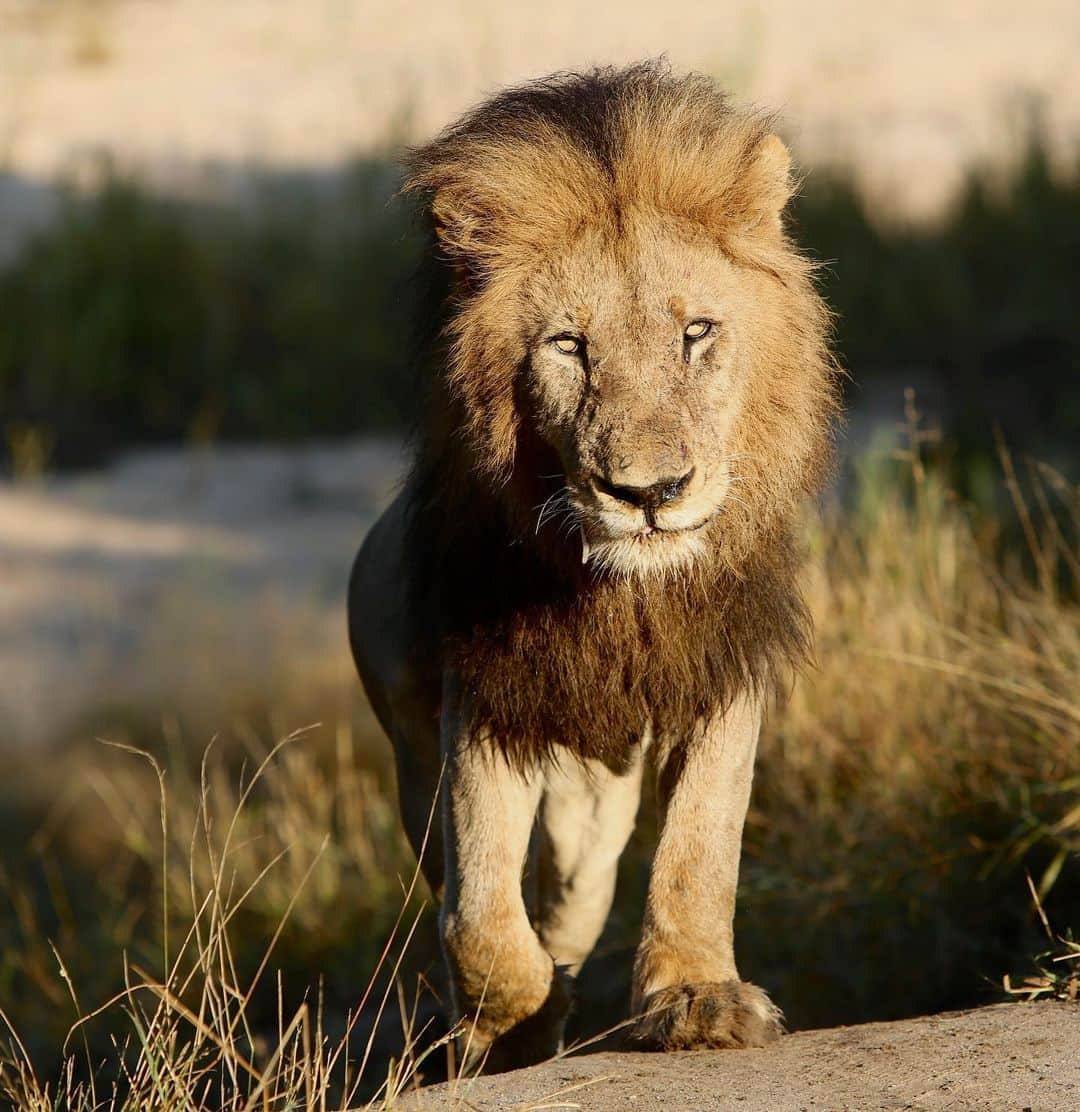 Kevin Richardson LionWhisperer さんのインスタグラム写真 - (Kevin Richardson LionWhisperer Instagram)「This breathtaking male lion is in a coalition of 2, known as the ‘Gowrie’ males or the ‘Birmingham’ males depending on who you ask. I don’t think they really care what they are called. I had the absolute privilege of spending the entire day with the pride of 22 members as they attempted to hunt throughout the day without success. Lions are not the most successful hunters and only around 1 in 5 attempts results in a kill. This certainly proved accurate in the case of this pride. Nevertheless this day will be indelibly etched in my mind forever. Stay tuned to #lionwhisperertv on YouTube for the episode covering our incredible stay @malamalagamereserve covering the impacts of #covid19 on ecotourism and more. Special thanks to @rangernicnel for putting up with us during our stay, @samdavies_wildlife for her wonderful camerawork and putting up with our corny jokes and last but not least @camscott_wild for making the whole project happen 🙏🏼🙏🏼 👏🏼👏🏼」6月30日 22時47分 - lionwhisperersa