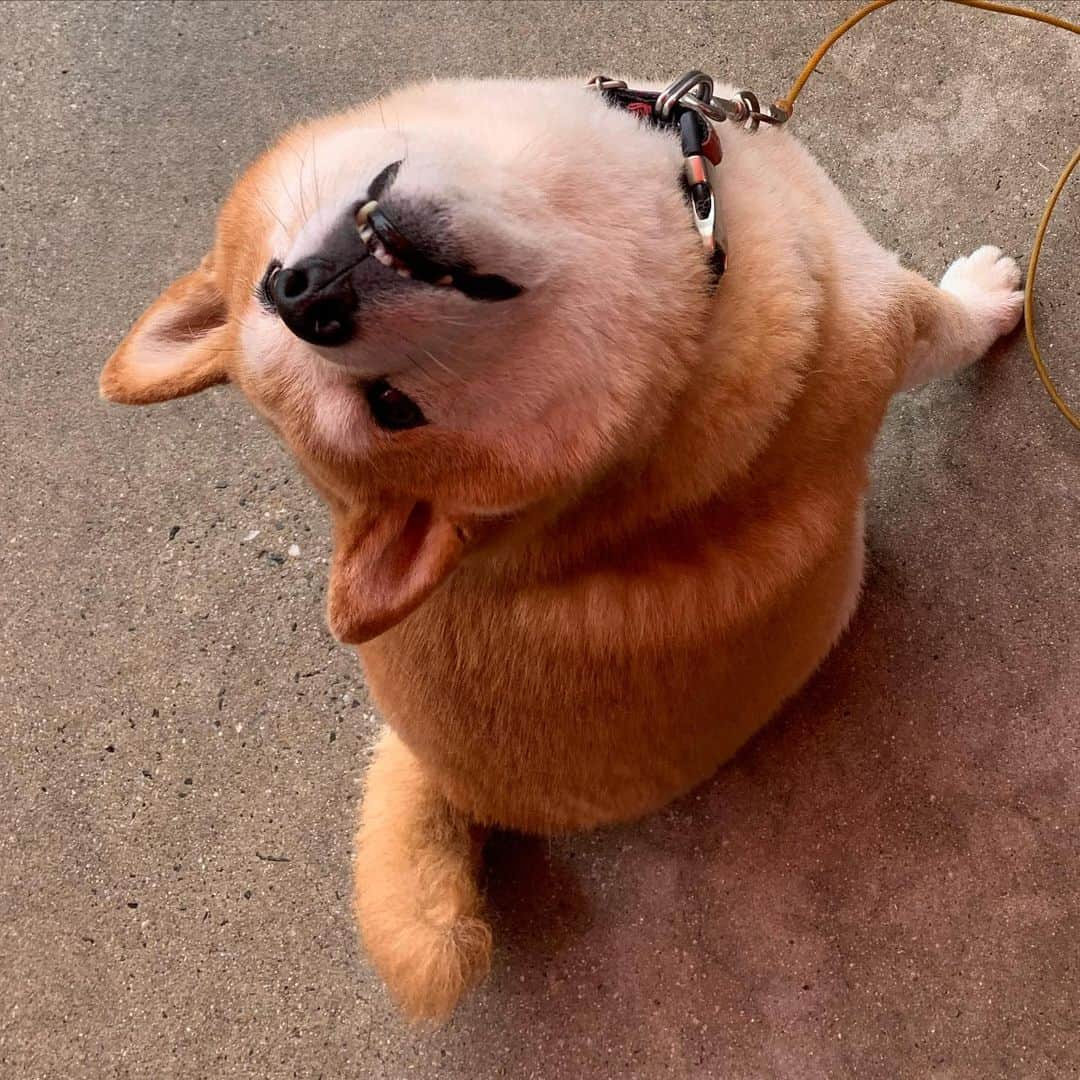 柴犬 たろさんのインスタグラム写真 - (柴犬 たろInstagram)「🦧 君、身体柔らかいね🐻って おもった写真🦍❤️ 首もげそう🐖 ⭐︎ #そんだけです  #shibainu #japanesedog  #柴犬」6月30日 22時58分 - tarochantarochan