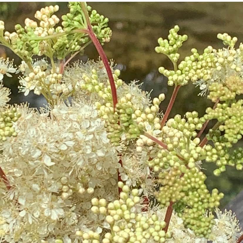 風間ゆみえさんのインスタグラム写真 - (風間ゆみえInstagram)「Meadowsweet(メドウスィート) セイヨウナツユキソウ  ドイツのハーブトレッキングで出会った植物。眺めているだけで癒されてしまうこの美しい植物はそう、サリチル酸(サリチルアルデヒド)という有効成分を持ち、鎮痛、解熱など抗炎症作用のある植物です。  このハーブトレッキングのメンバーのなかに、ひどい頭痛に悩まされ、もう十数年、鎮痛剤を毎日2〜3錠飲んでいるという方がいました。  先生のレクチャーでは、お薬のアスピリンは、個人差はありますが、約で10〜15分で効きはじめて3〜4時間効きます。植物のメドウスィート(セイヨウナツユキソウ)は空腹時に飲んでから5時間くらいで効果を発して12時間くらい効いているという話。  彼女は、先生が教えてくれた通りに、この植物を持ち帰り、マイボトルにそのまま全草入れて80度の湯で浸出して飲みました。  翌日、彼女に頭痛の調子はどう？と尋ねると、「それが、全く痛みがないの！」驚きですよね。その後、のこり3日間一緒でしだが、引き続き痛みも治ったままで、とても嬉しそうにしていたのを良く覚えています。  #フィトテラピー #植物療法 #痛みに効くハーブ #メドウスィート #鎮痛作用 #抗炎症作用」6月30日 23時06分 - yumie_kazama