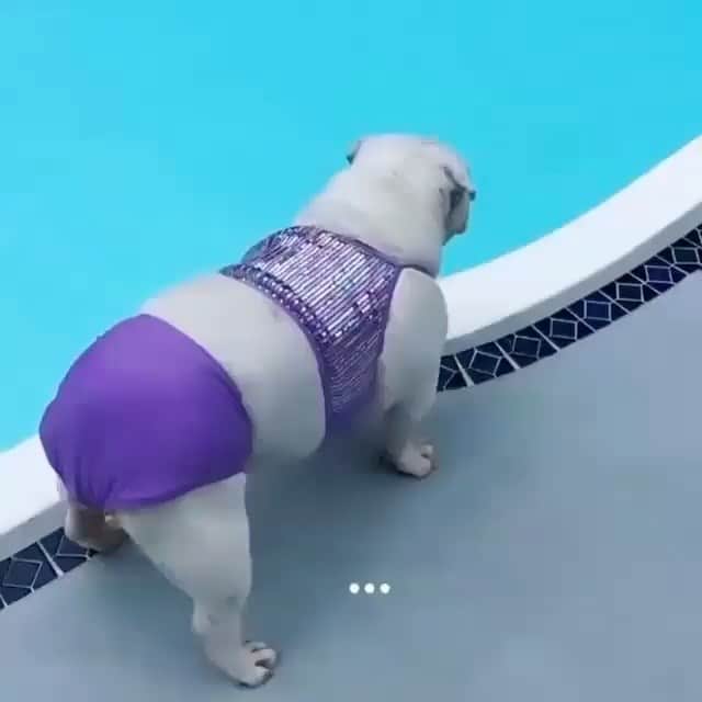 Bodhi & Butters & Bubbahのインスタグラム：「How to get a bikini body: put a bikini on your body 👙💅🏼💕 . . . . . #bulldog #beach #body #bikini #life #summer #flauntit #you #got #it #baby #cute #style #puppy #love #dogsofinstagram #bestoftheday #smile #laugh #funny #girl 💗 @itspeachesthebulldog」