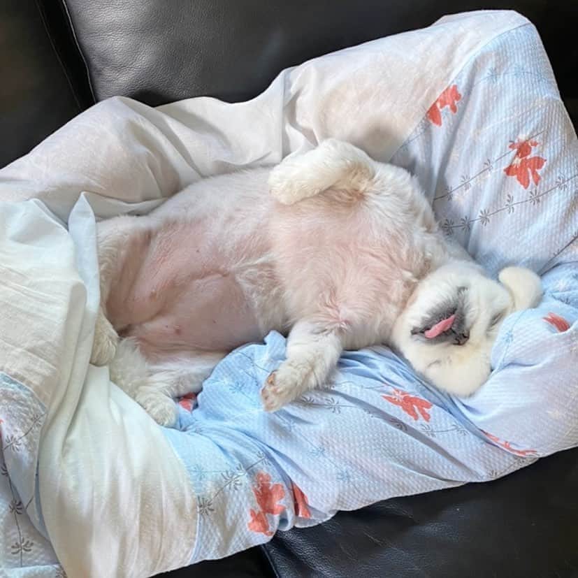 こなつのインスタグラム：「今日も一日お疲れさまでした🤤🍵😪💤」