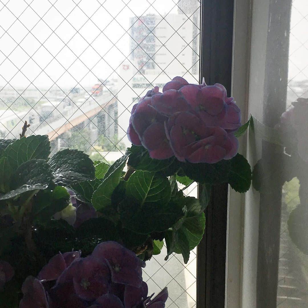 dEnkAさんのインスタグラム写真 - (dEnkAInstagram)「梅雨ですなぁ☔️  #紫陽花」6月30日 14時57分 - denka69er
