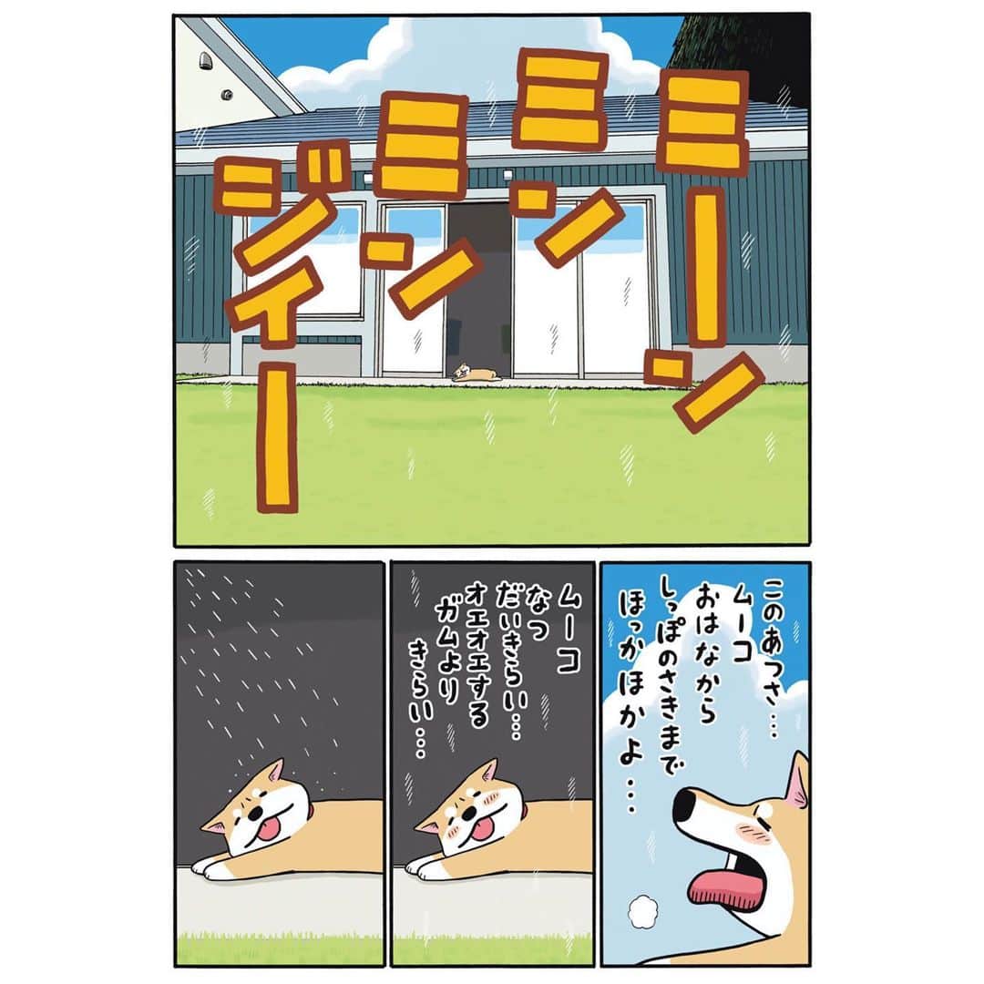 みずしな孝之のインスタグラム：「「いとしのムーコ」16巻、 発売から1週間が経ちました。 いわゆる勝負の1週間です。 たくさんのかたにお求め頂いてますが、 まだの方はちょっと早めに お求め頂けると大変ありがたいです！ 何卒！  ＜ふせんブック付き限定版＞ https://amzn.to/2YktLjr ＜通常版＞ https://amzn.to/37edxvZ」