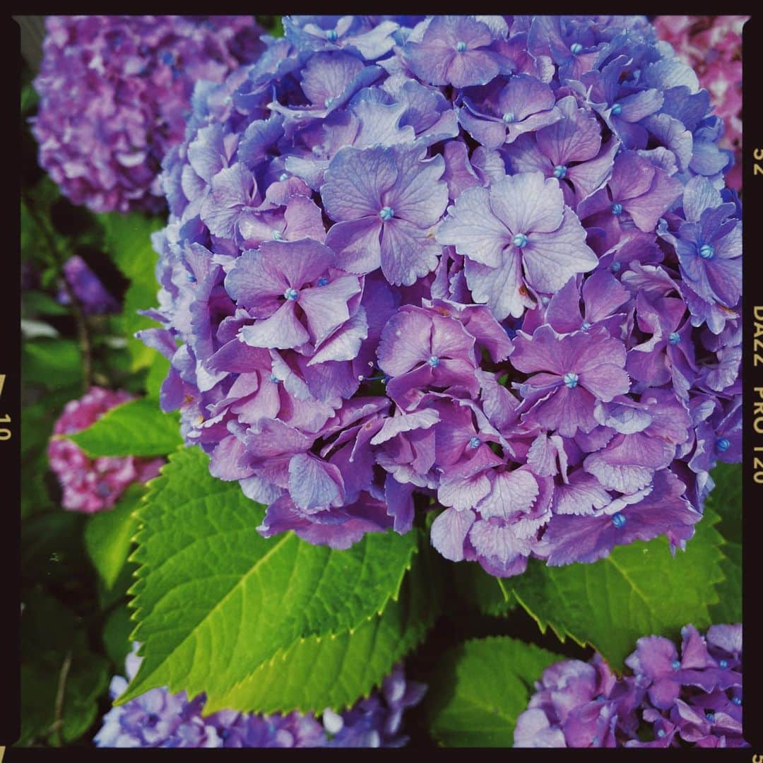 鳥越裕貴さんのインスタグラム写真 - (鳥越裕貴Instagram)「梅雨やん#紫陽花」6月30日 14時50分 - yuki_torigoe.cleftchin