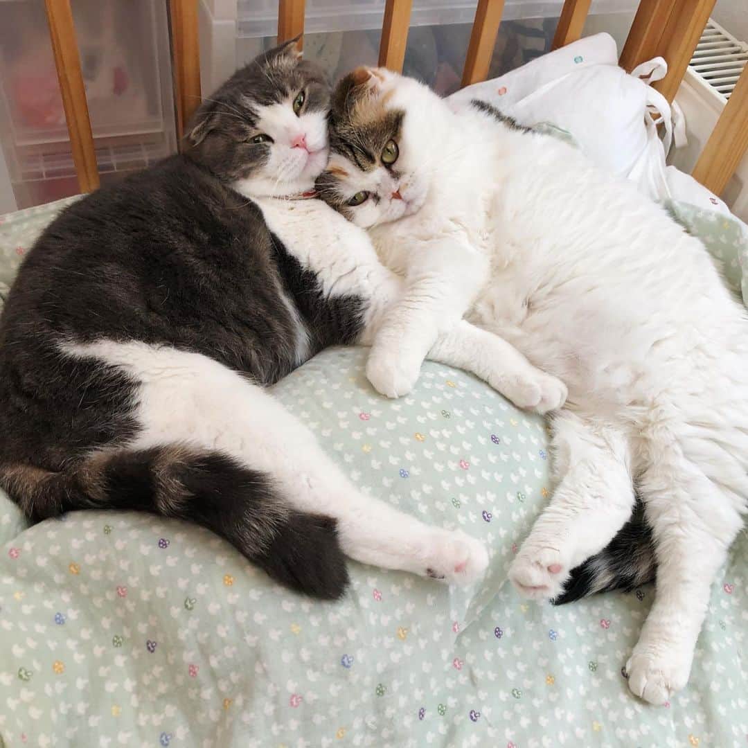 Chiyomame ちよまめのインスタグラム