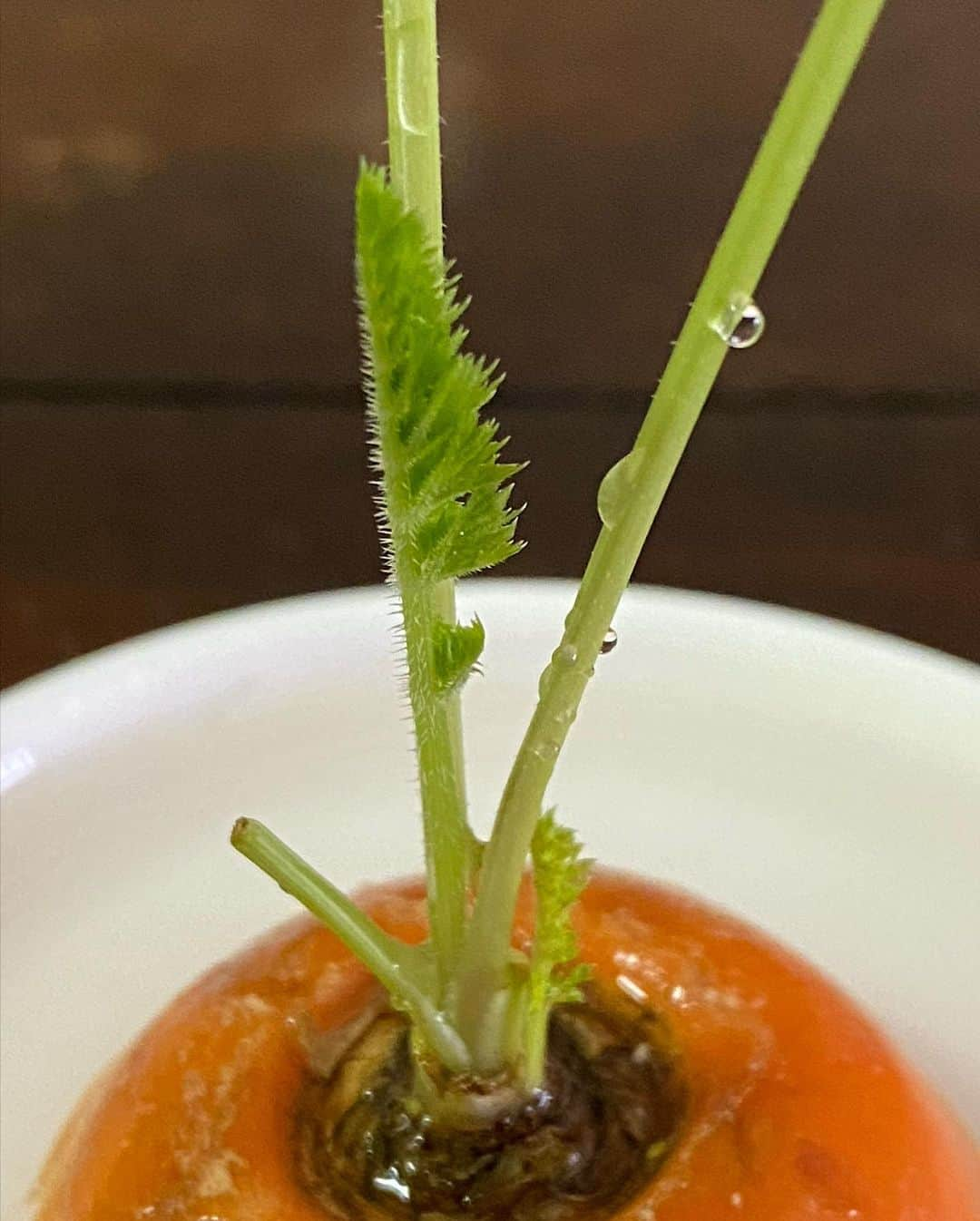 安蘭けいさんのインスタグラム写真 - (安蘭けいInstagram)「投稿12日目🥕 長男11センチ🌱次男17センチ🌱 末っ子スクスク。長女も伸びてる☺️ なんか〜、食べてあげないといけないのかなって思ってたけど〜、やっぱやめる！！ 土に植え替えること、考えてみようかな😳🥕  #にんじん #けなげ #成長日記 #投稿写真 #代わり映えしないよねw」6月30日 15時14分 - toko_aran