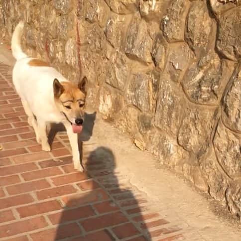 t_ppyのインスタグラム：「Laosの情報でなぜか飼い犬には家族の印として眉毛を描く習慣があるって書いてあってビックリしたけど、忘れた頃に道で偶然すれ違ったことに1番びっくりした。笑  よくこの動画撮れたなと我ながら思う。  脇目も振らず駆け抜けていった。  #これが家族の証だ」