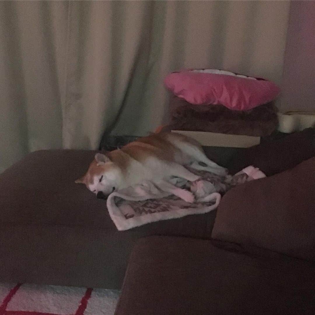 HALFBYのインスタグラム：「母が買ってくれたブランケット大好き犬」