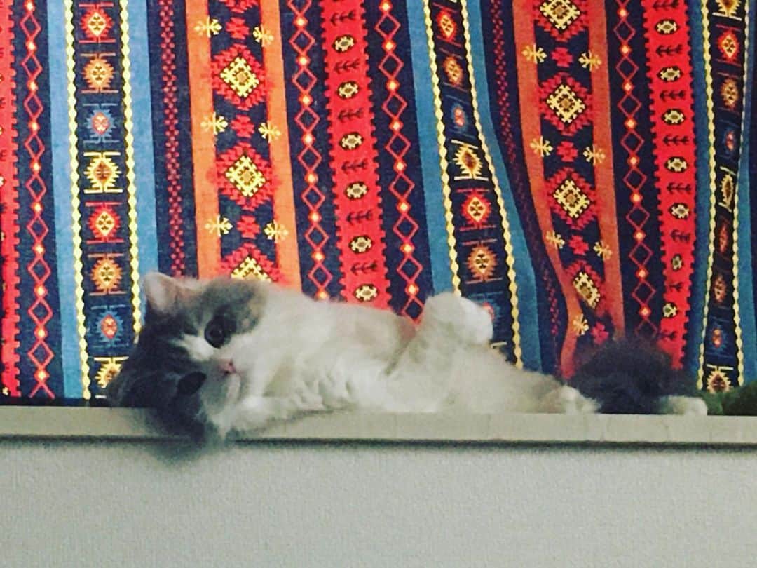 佐藤仁美さんのインスタグラム写真 - (佐藤仁美Instagram)「こっちを見ろ、こっちを見ろ。。。。爆」6月30日 16時53分 - sato.hitomi.19791010