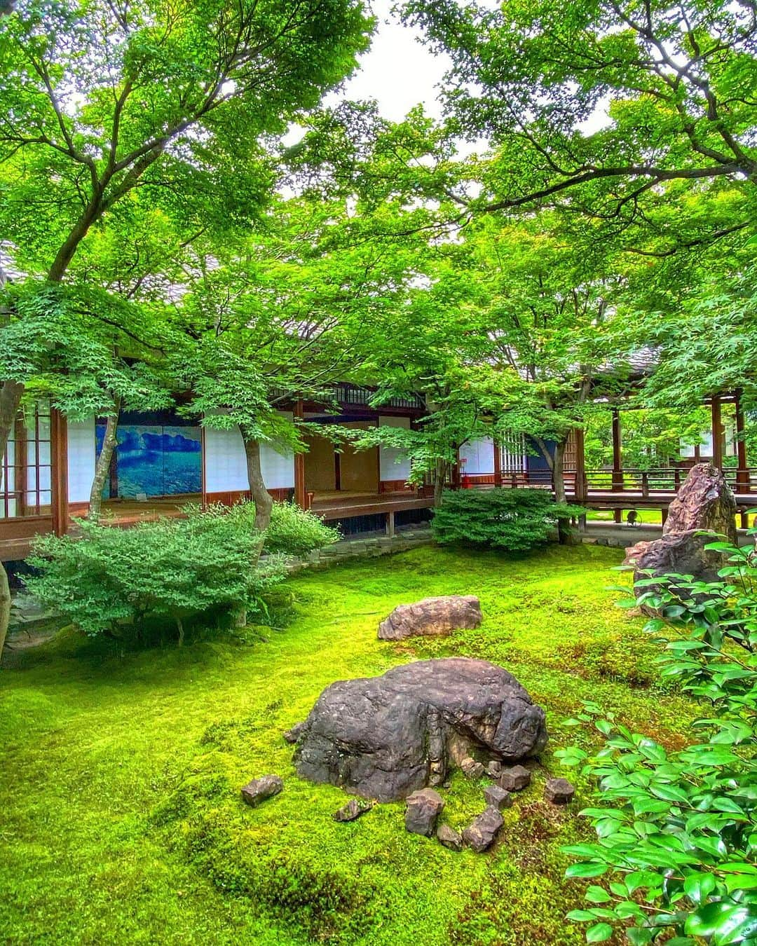 hama_aki_pppさんのインスタグラム写真 - (hama_aki_pppInstagram)「京都市東山区#建仁寺 (スライドして下さい)  Location Kyoto Japan Kenninji(Swipe)    2020.6.28    天井の双龍画も素晴らしいですがお庭も見事です。　 　  #神社仏閣　 #寺院仏閣　 #寺社仏閣  #美しい日本　 #日本庭園  #おとな旅プレミアム　 #寺社巡り  #そうだ京都行こう　 #こころから  #タビジェニ　 #おけいはん  #スマホ撮影  #スマホ写真部  #japan_daytime_view  #japan_bestpic_  #top_favorite_shots  #inspring_shot #beautiful_kansai #japanesetemple  #japanesegarden  #lovers_united_japan  #jalan_travel  #retrip_nippon  ##japanese_gardens_」6月30日 17時09分 - hama_aki_ppp