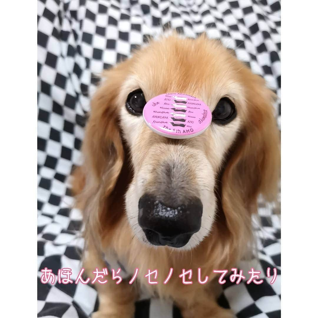 ?モデル?大地?さんのインスタグラム写真 - (?モデル?大地?Instagram)「♪🐾2020*6*30🐾 . いつも楽しみに👀拝見させて頂いている @nktryt さんで . 先日【AHO7 第1回選抜総選挙】が 開催されました🎶😆😆😆ｲｴｰｲ🎶 . . 『❤推しメン（推してるメンバー）を 1人書いて下さい』との事だったので😄 . 私の❤超推しメン【おかーちゃんさん】に 投票させて頂きました🎶✌️😁ｲﾋﾋｯ🎶 . . そして、もの凄い数の投票の中から抽選で . 🐾みんなの特徴が❤可愛く描かれている ㊗️『あほんだらバッチ』を頂きました🎶 😆😆😆ｱﾘｶﾞﾄｰｺﾞｻﾞｲﾏｽｰ💕 . . 頂いた【あほんだらバッチ】は 『あほんだらネックレス』にしたり😁ｶﾜｲｰ💕 . 『あほんだら耳飾り』にしたりしながら😁ｶﾜｲｰ💕 . ❤大切に❤大切にさせて頂きます🎶😆😆😆 . . @nktryt おとーちゃんさん🐾 @rerajiria おかーちゃんさん🐾 . これからも 🐾おとーちゃんさん 🐾おかーちゃんさん 🐾7ワンズみんなが 🎶楽しく❤可愛く過ごしている姿を 毎日楽しみにしています🎶😆😆😆 . . そして、いつの日かお会い出来る日も 楽しみにしております🎶😁😁😁ﾜｸﾜｸ🎶 . . 本当にありがとうございました💕🙇🙇🙇💕 . . 【追伸】 おとーちゃんさん🐾 🔖タグ付け沢山しておきました🎶😂😂😂 . . 🐾🐾🐾🐾🐾🐾🐾🐾🐾🐾🐾🐾🐾🐾 . #大地#大好き#だいすき #いつも一緒#ずっと一緒 #大地なしでは生きて行けませんw #いぬ#イヌ#犬#わんこ . #ワンコ#愛犬#いぬばか部 #犬バカ部#いぬら部#いぬすたぐらむ #犬のいる暮らし . #横浜#yokohama#神奈川#kanagawa #ミニチュアダックスフンド#ミニチュアダックス #ダックスフンド#ダックス . #あほんだら #最高 #ありがとう #感謝」6月30日 17時13分 - sachi_daichi