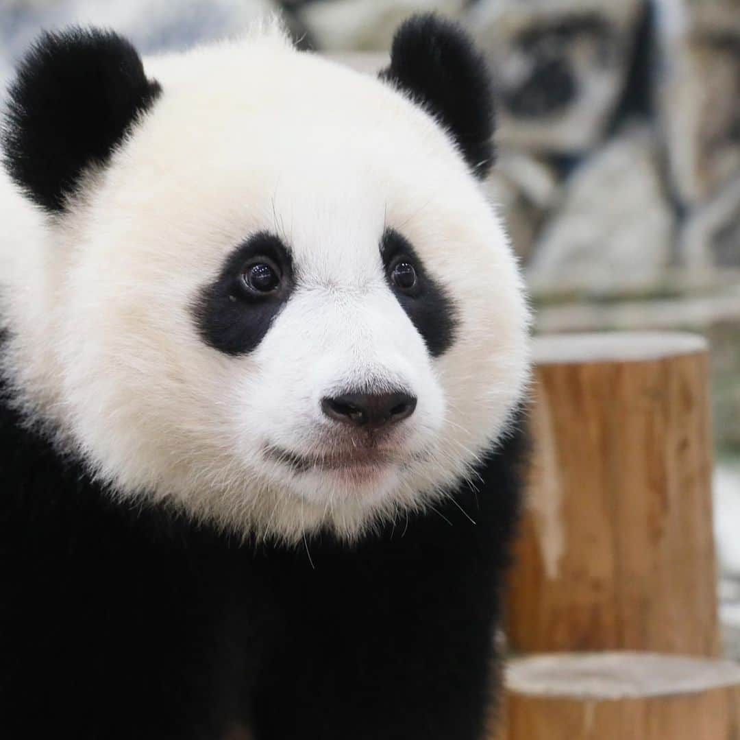 パンダ（白浜）さんのインスタグラム写真 - (パンダ（白浜）Instagram)「🌴 🌴 🌴 ＰＥＲＦＯＲＭＡＮＣＥＳ ＯＮ　ＴＨＥ ＢＲＡＮＣＨ　part2. #結浜  🐼😊🐼  #ADVENTUREWORLDPANDAS #baby #HELLOLITTLE #pandamental #hellopanda #ハローリトル #ハローパンダ #パンダグラビア #パンダ　and #panda #pandababy 🐼🐼🐼」6月30日 17時22分 - hellopanda_book