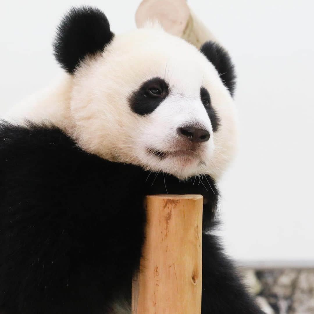 パンダ（白浜）さんのインスタグラム写真 - (パンダ（白浜）Instagram)「🌴 🌴 🌴 ＰＥＲＦＯＲＭＡＮＣＥＳ ＯＮ　ＴＨＥ ＢＲＡＮＣＨ　part2. #結浜  🐼😊🐼  #ADVENTUREWORLDPANDAS #baby #HELLOLITTLE #pandamental #hellopanda #ハローリトル #ハローパンダ #パンダグラビア #パンダ　and #panda #pandababy 🐼🐼🐼」6月30日 17時22分 - hellopanda_book