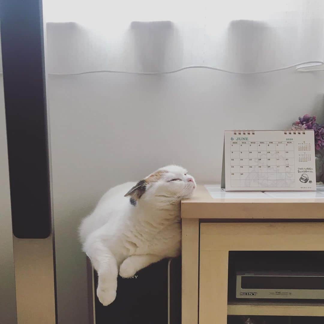 ありす & まりあのインスタグラム：「It's raining again… ６月が終わってしまったにゃ」
