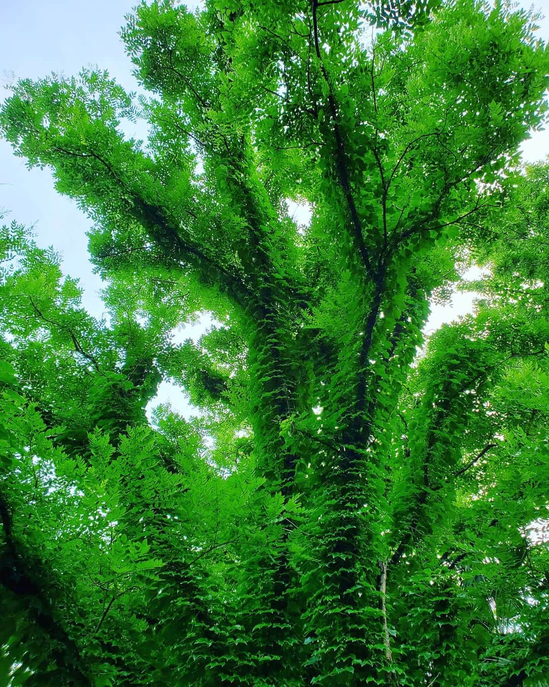 市川笑野さんのインスタグラム写真 - (市川笑野Instagram)「散歩中に発見！ 激しく蔦の絡んだ樹木！ #蔦 #樹木 #tokyo #japan」6月30日 17時29分 - emino.i