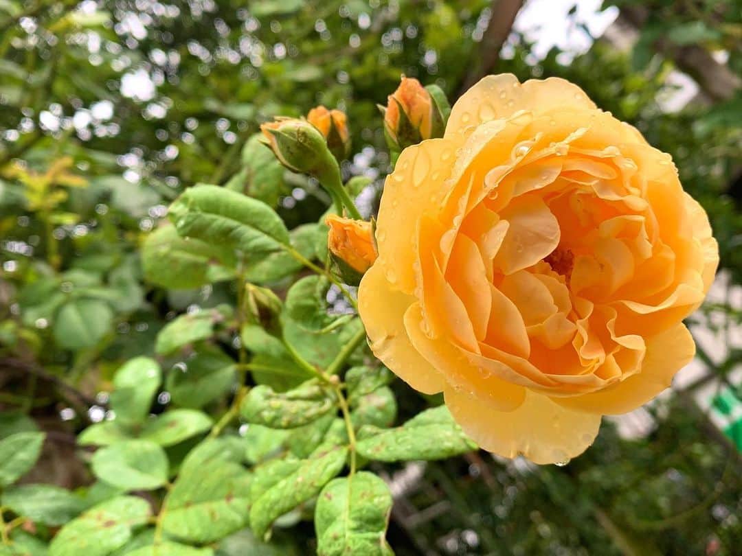 秋山ゆずきのインスタグラム：「今日は雨ですね‪‪🐌☔  連日舞台のお稽古中です！ お稽古場の近くに 小さなバラ園がありまして、 そこのバラが綺麗に咲いてました🌹  1枚目が今日のバラ。 2枚目は丁度1週間前のバラです。  1週間で大きくなりましたね❣️  3枚目はバラ園にいる 大きめなマリーゴールドさん。 最後の4枚目は 近所に咲いてたランタナさん。  心に余裕がある時は 切り花とか部屋に飾るのですが 最近は舞台のお稽古で ちょっとバタバタでお花屋さんにいけてないので 行き帰りの中で楽しんでます！  ただ、結構前に買った スターチス達はいまだに元気です。  ドウダンツツジはあれ以降 虫は産まれてきませんでした。 元気にしてます✨  ベランダのお花たちはけっこう 梅雨にやられて傷ついてるので 梅雨入りする前に、特に ダールベルグデージー達は 切り戻ししておけばよかったなぁと 反省です(´･ω･`)  生命力の強さを信じて みんな切り戻しして 梅雨明けに期待です！  寝言録音アプリにはまってて 毎日チェックしてるのですが 今日は 【どうやってお水あげたら良いんだろう。お水どうしよお水】  って喋ってました。 こわ。  たぶんまた、なにか育ててたんですかね。  皆さんも、自分の寝言録音して聞いてみてください。  ちょっと面白いですよ。  おわり！  #寝言アプリ #バラ園 #マリーゴールド #バラ #ランタナ #寝言」