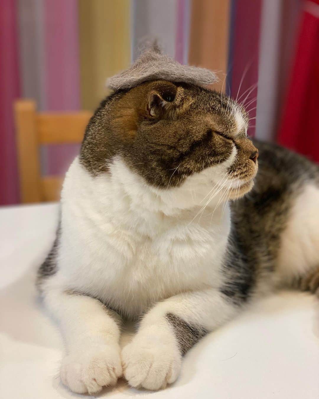 桜咲千依のインスタグラム：「うにたんをブラッシングした毛で、帽子作りました🐈❤  #猫 #スコティッシュフォールド」