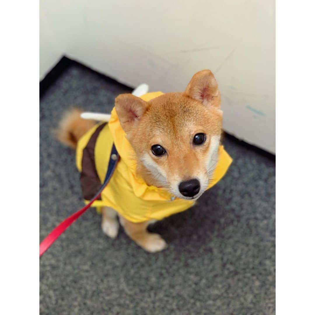 VANRIさんのインスタグラム写真 - (VANRIInstagram)「* 雨がひどくなる前に、、 はなブン🐝デビューしてきました フードはかぶせても嫌がるので お顔と尻尾は濡れちゃうけどカッパ良いね！！ はなブン🐝大活躍の予感です #豆柴 #柴犬 #日本犬 #しばすたぐらむ」6月30日 17時45分 - vanri0121