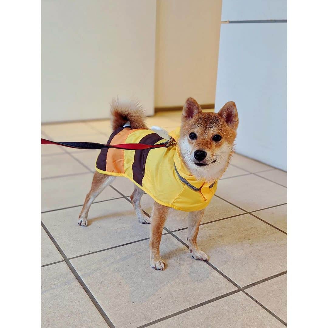 VANRIのインスタグラム：「* 雨がひどくなる前に、、 はなブン🐝デビューしてきました フードはかぶせても嫌がるので お顔と尻尾は濡れちゃうけどカッパ良いね！！ はなブン🐝大活躍の予感です #豆柴 #柴犬 #日本犬 #しばすたぐらむ」