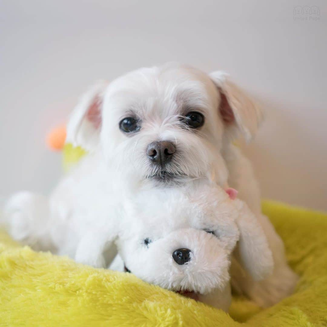 hi.arodさんのインスタグラム写真 - (hi.arodInstagram)「Introducing my new girlfriend. She is extremely quiet 😂 ・・・  #hug#mygirlfriend#mybae#bae#inlovewithher#mylove❤️#dogtoy#dogdoll#spooning#spoon #spoons#bigspoonlittlespoon#hugday #plushtoy #plushpuppy#plushdog#virtualhug#hugging#love#whitedog#whitedogsofinstagram #maltese#maltipoo#morkie#maltipom」6月30日 23時23分 - hi.arod