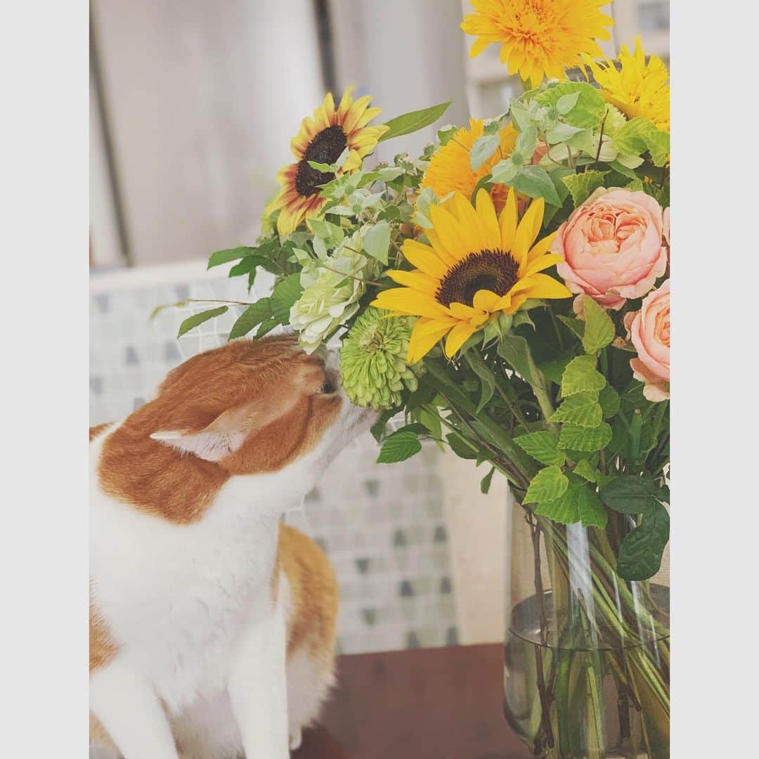 田澤友子さんのインスタグラム写真 - (田澤友子Instagram)「【 6.30 ヒマワリの約束 】🌻 . 大切なヒマワリの日も 今年でちょうど10年目を迎えました。 . 10本の様々な種類のヒマワリと 可愛いお花やグリーン、ミントの葉も入った 幸せ感溢れるブーケを制作して頂きました。 . 目にするたびに温かで幸せな思い出が蘇るような、 優しくて素敵なブーケをありがとうございます✨ bouquet… @sae.cco  . . 今年もミント🐈に食べられながらも（笑）、 たくさんのヒマワリに囲まれて 彼はとても幸せそうです🌻 . 2020.6.30 . . #ちぃず #ミント #ヒマワリ #向日葵 #10本のヒマワリ #色んなヒマワリがとっても可愛い #幸せ感溢れるブーケ #ミントもコラボ #猫 #ネコ #ネコとヒマワリ #花束にもミント #さえっこさんいつもありがとうございます #ヒマワリの約束 #今年もありがとう」6月30日 17時58分 - tomo_tazawa