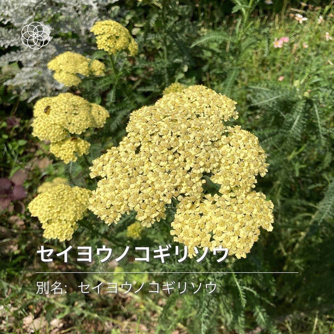 佐藤千晶のインスタグラム：「番組でオススメしたスマホのカメラをかざすだけで花の名前がわかる無料アプリ「ハナノナ」😊🌼 散歩が何倍も楽しくなりました❣️ たまにアプリも悩んでるなあ…と思う判別の時もありますが（笑） ちなみに自分の手を映してみたら、「ガマ」と判別。もう一回やってみたら「ギンリョウソウモドキ」になりました😂皆さんもどんな花と判別されるかやってみてください😊笑  #ハナノナ #花の名前 #無料アプリ #ガマ #ガマはキリタンポのよう #フランクフルトのようでもある #ギンリョウソウモドキ #ちなみに私の友達と母はシュッコンカスミソウでした😊」