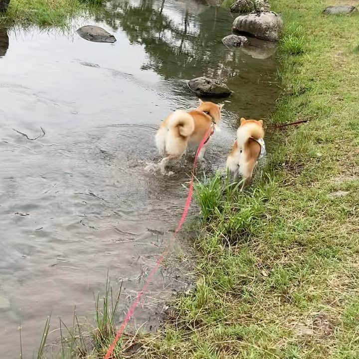 てんパパのインスタグラム