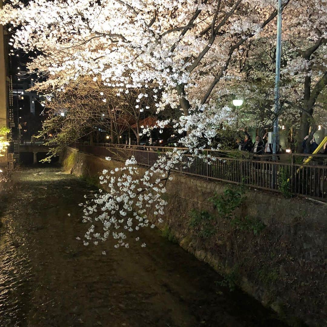鳳真由さんのインスタグラム写真 - (鳳真由Instagram)「最近Instagramを利用するときは世界中の色々な場所の写真を見て旅行した気分になってます✈️  てことで、わたしも日本のみならず今まで行った色々な場所をちょっとずつ載せて 旅気分をシェアしたいと思います(^^)  まずは京都。  今はなかなか気軽に行けませんが、宝塚からは阪急電車でさくっと行けるのでよく遊びに行っていました。 桜の季節はとくに美しいですね🌸  #京都　#kyoto」6月30日 18時56分 - ootorispecialpanic