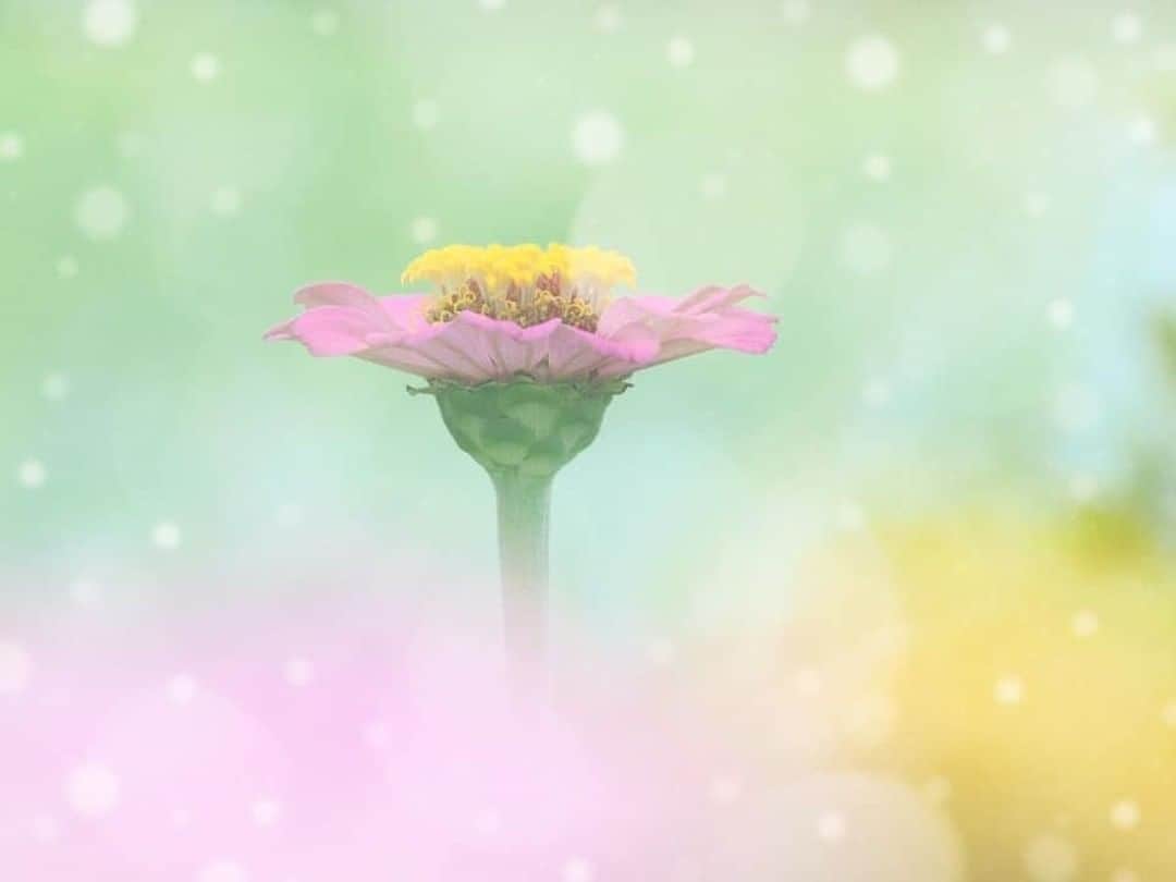 花の写真館のインスタグラム：「Photo by さかい ゆみ.⠀ .⠀ Original Post[投稿いただいたURL]⠀ https://www.facebook.com/photo.php?fbid=487307402024305⠀ .⠀ 本アカウントは、 #私の花の写真 をつけてInstagramに投稿された皆さまの花の写真や、「花の写真館」Facebookページで投稿された花の写真を紹介します。⠀ 「花の写真館」Facebookページは、「 @floral.photograph 」のプロフィールにあるURLからご覧ください。⠀ .⠀ ※各自、政府、自治体など公的機関の指示に従った行動をお願いします。⠀⠀ 東京カメラ部および分室では、写真を「見る楽しみ」を提供することを通して、微力ながら皆様にわずかな時間でも癒しをお届けしたいと思っております。⠀ ※本アカウントは東京カメラ部がFacebook、Instagramのサービスを利用して運営しているもので、Facebook社・Instagramとは一切関係ありません。⠀ .⠀ #花の写真館 #floralphotograph #floralphoto #flower #flowers⠀ Follow: @floral.photograph」