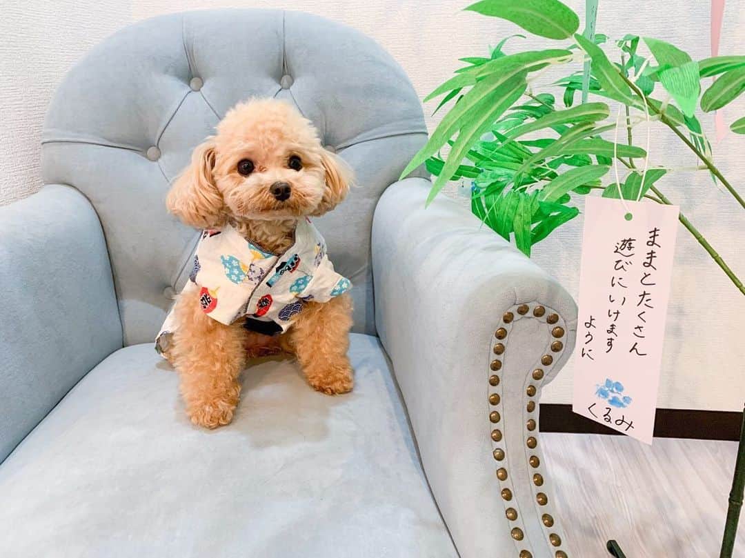 のインスタグラム：「* くるみたんも願い事しました🎋 * #可愛いのは1枚目なんだけど2枚目が絶妙にくるみたんらしい笑 * @dogrhythm さんで書いてもらったよん❤️ * * #プードル #トイプードル #ティーカッププードル #犬 #ふわもこ部  #犬バカ部 #アプリコット #パピー #ペット #poodle #toypoodle #pecoいぬ部 #teacuppoodle #dog #dogstagram #instadog #puppy #tokyo #olympuspen #くるみたん」
