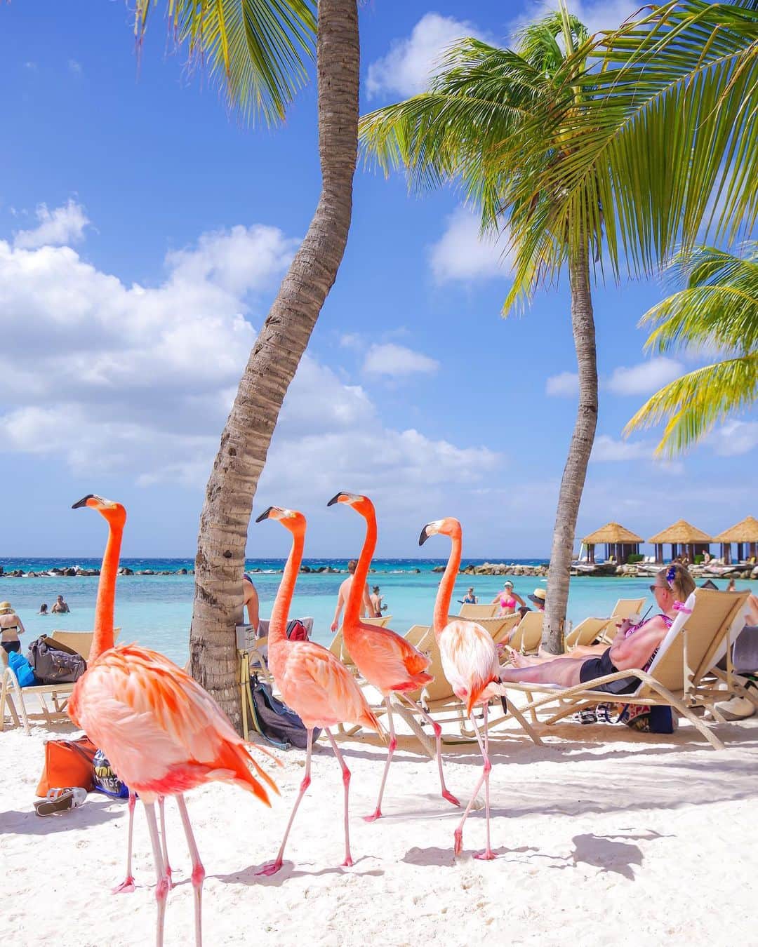 のインスタグラム：「【Aruba🇦🇼Oranjestad】Caribbean flamingos🦩🦩🦩🦩 群がってみんなで一緒に移動するフラミンゴたち。 ここはアルバ島にあるルネッサンスホテルのプライベートアイランド。 フラミンゴと海で遊べる常夏の楽園です🌴 Copyright ©︎ TAJIHARU  PENTAX K-1 MarkⅡ HD PENTAX-D FA 28-105mmF3.5-5.6ED DC WR _ #たじはるトリップ #TAJIHARU_aruba #アルバ #オランダ #女子旅 #旅ガール #カメラ女子 #トラベルフォトライター #aruba #oranjestad #renaissanceisland #carribbean #carribbeansea #carribbeanisland #flamingobeach #netherlands #holland #tophollandphoto #igersholland #wonderful_places #beautifuldestinations #beautifulplace #earthpix #discoverglobe #discoverearth」
