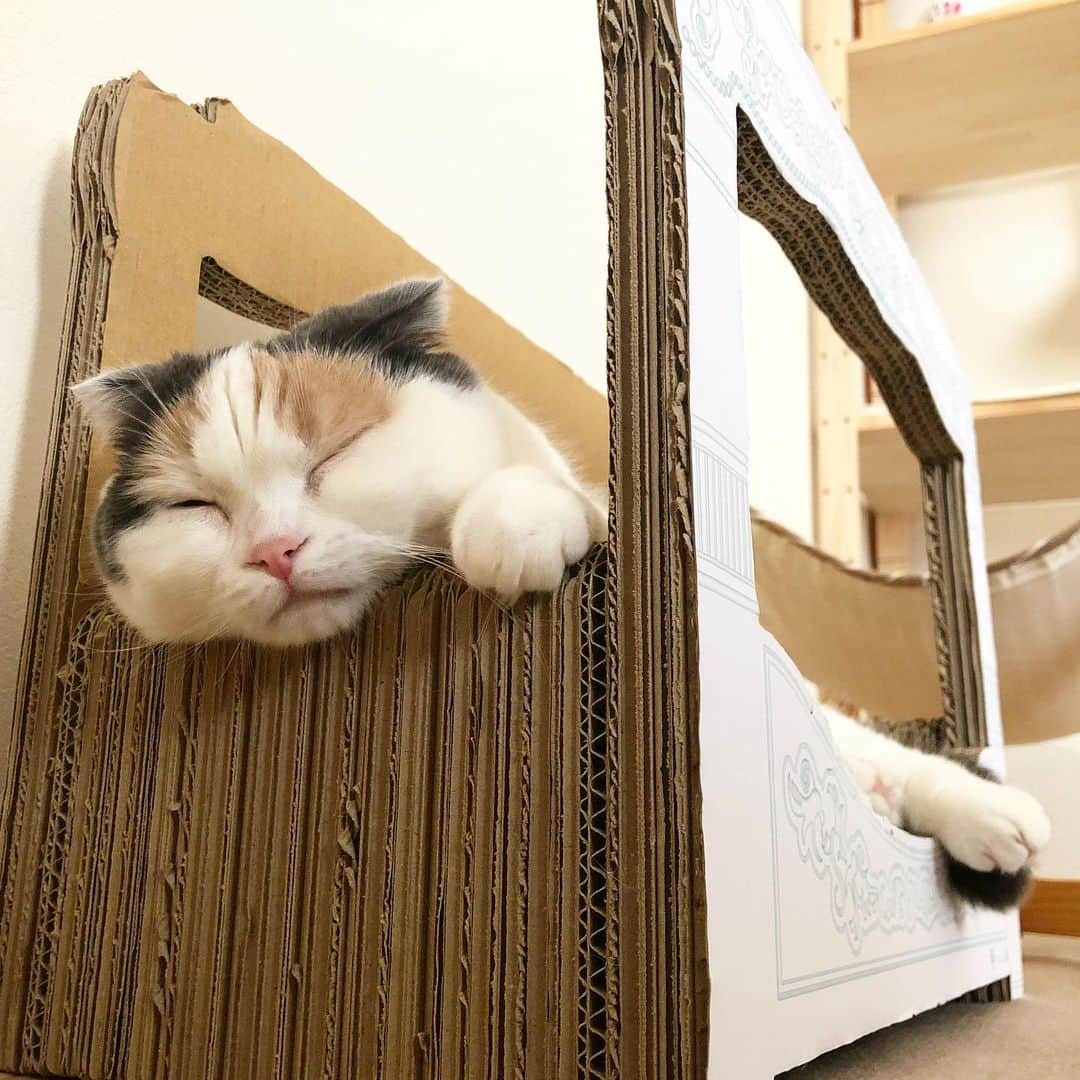 むぎちょこさんのインスタグラム写真 - (むぎちょこInstagram)「くぅ〜っ ＊ 😺むぎ♀mugi #scottishfold #スコティッシュフォールド #ニャンメルベッド #部屋ねこmiawmiaw2020」6月30日 19時49分 - mugi325channel