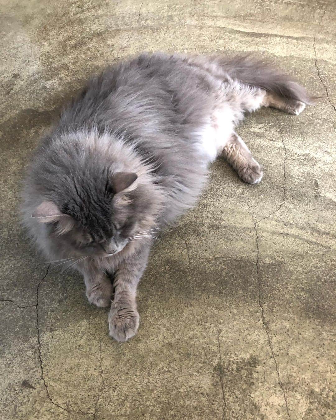 北岡りえのインスタグラム：「猫も床ぺっちゃりな梅雨時期の６月🦁♥  アイラッシュ　@maisonatelier__ も アパレル @seah_maisonatelier も ご来場、あたたかいお言葉沢山いただき、あっという間の嬉しい月でした。  ７月も皆様とお会いできる日を楽しみに💛」