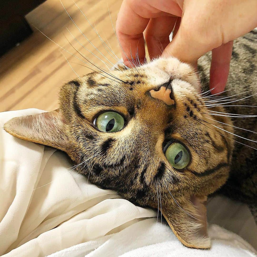 ゆうとろ（柴犬ゆうと猫のとろ）のインスタグラム