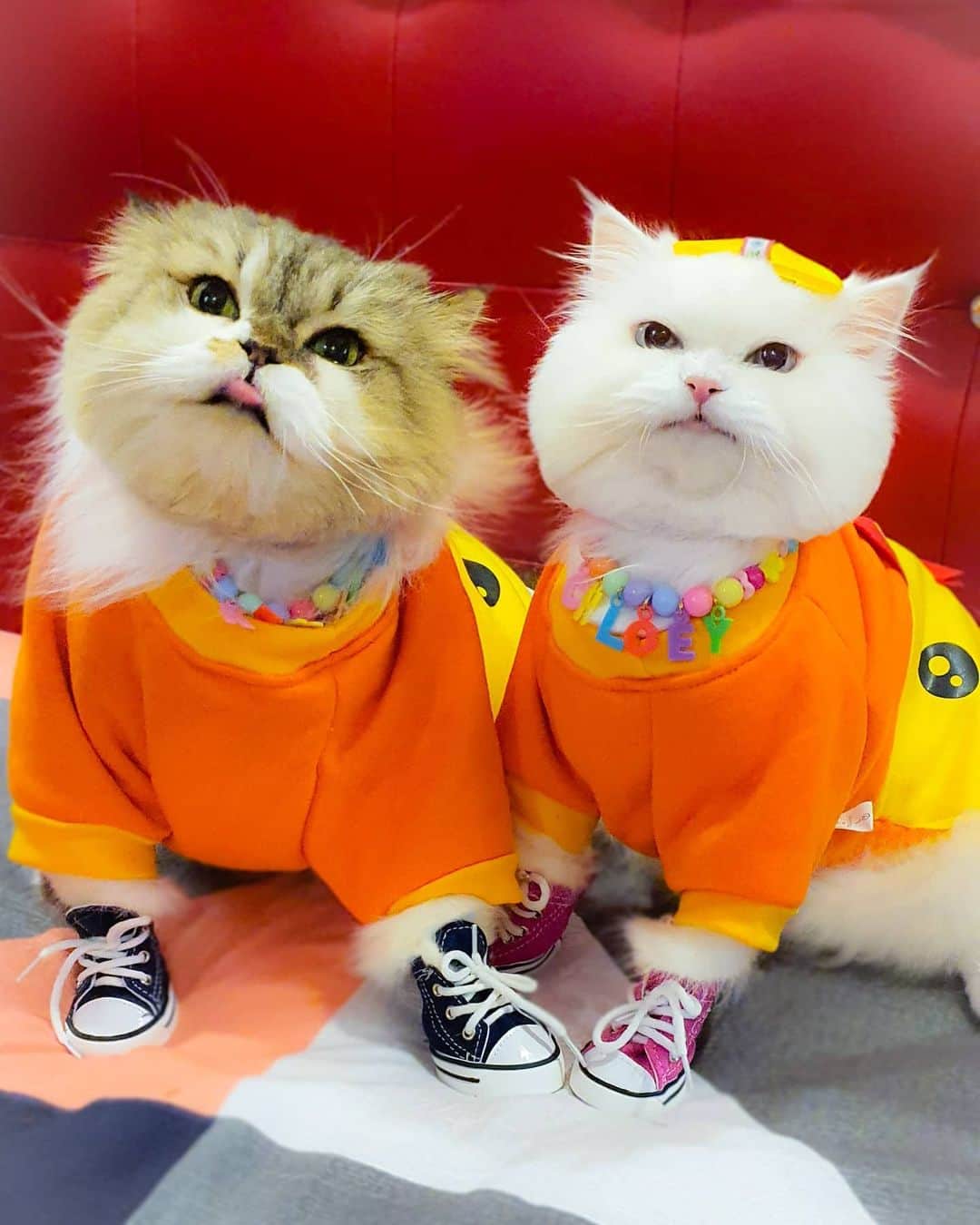 Kenshin & Chloeyさんのインスタグラム写真 - (Kenshin & ChloeyInstagram)「☺Happy #tot twosday ♥️ #ilovethesetwo#tonguesouttuesday」6月30日 20時28分 - kitty.chloeykenshin