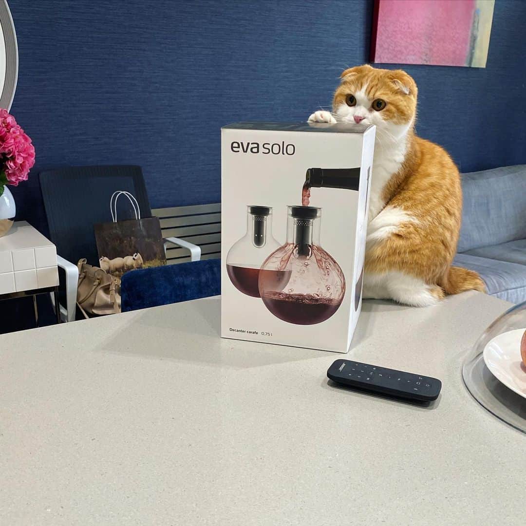 Nana _The Scottish Foldのインスタグラム：「You take what is inside, I got the box 😼 박스는 나나주라옹 . .  . #고양이 #猫 #ねこ #スコ #cat #cats #catstagram #catsofinstagram #instagramcats #instacat #bestmeow #catoftheday #catsofworld #catsloversworld #catsofday #냥스타그램 #또앙 #귀여워 #냥이 #caturday #gatos #cats_of_instagram #ilovemycat #catselfie #kittensofinstagram #kittens #catsdaily #kucing #londoner」