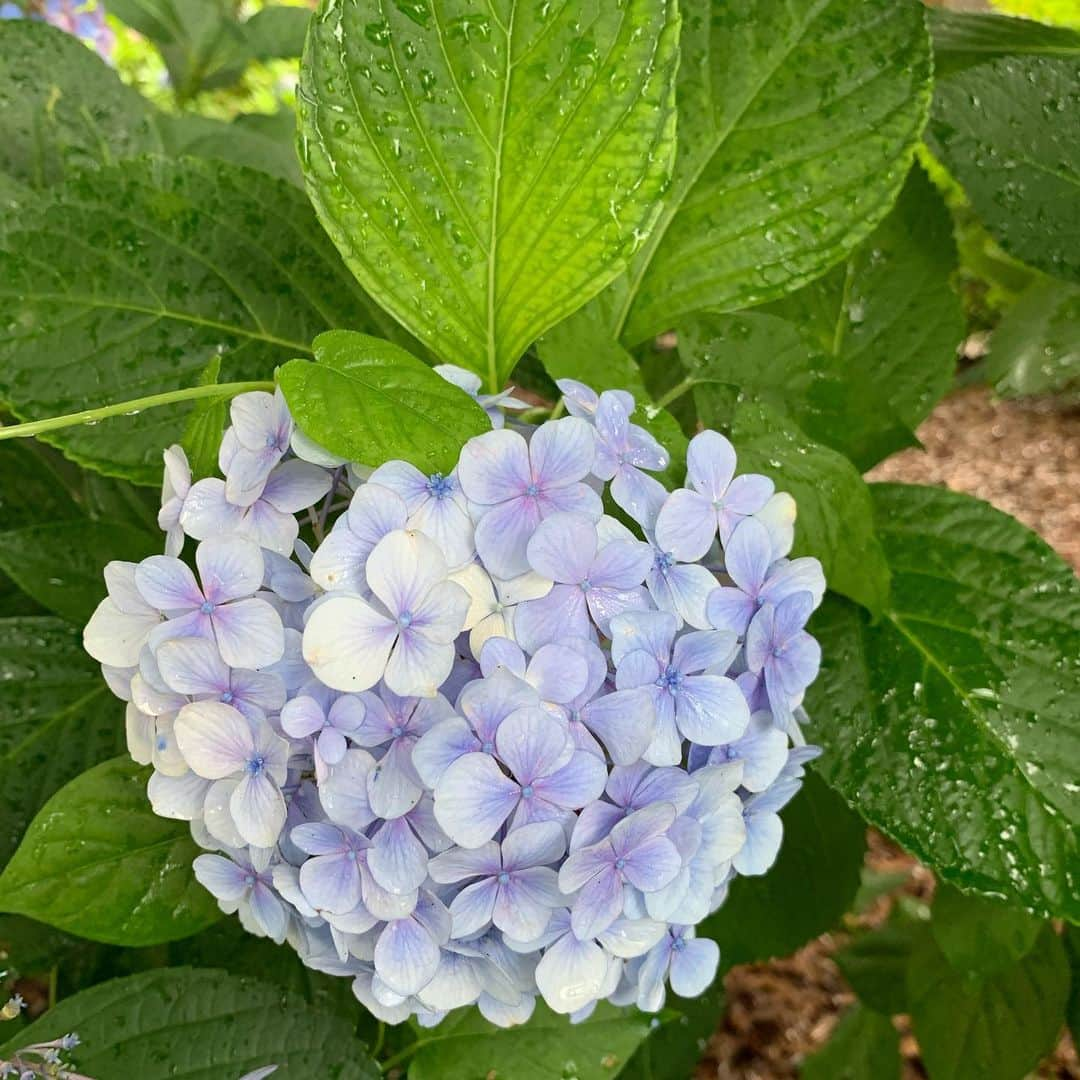 美城れんのインスタグラム：「今日は… 雨の中の紫陽花を😌✨ 今日は1日中雨だったのですが、午後から少しの時間、小雨だったので少し散歩を… 雨の日はあまり好きではないのですが、今日は、緑の葉が綺麗な淡い色の紫陽花が見れました😊☔️   気がつけば、6月も終わり〜　そして2020年の半分！ 今日も、色々な事に感謝。😌🙏✨ mahalo🌈🍀✨」