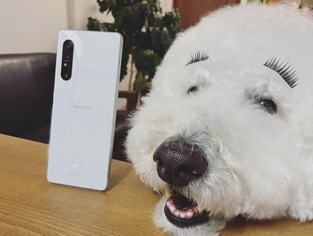 たまねぎさんのインスタグラム写真 - (たまねぎInstagram)「. . 楽しみにしていたXperia 1 llが発売されました♡ 5G対応機種です♪ . ワクワク楽しみにしていた機能！！ なんと、人だけでなく、わんこの瞳にも対応したリアルタイム瞳AFが搭載されているんです♪ カメラキーを半押しすると、AIによって、素早く動くわんこの瞳を瞬時に検出してリアルタイムに追従してくれるので、躍動感のある写真が撮影できます。 . それと、世界初の1,200万画素で最高20枚/秒の高速連続撮影を、最大60回/秒の演算によりAF/AE追随し続けて撮影可能なので、動きの速いわんこの決定的な瞬間を綺麗に捉えてくれる連写機能♪ . . 早速、Photography Proを使って撮影してみました。 . ①枚目は、薄くて軽くてスタイリッシュなXperia 1 ll本体と、つけまなりっくんです。 . ②③枚目は、瞳AF機能での撮影です。 わざとわんこの瞳を動かしても、ちゃんと瞳を捉えてくれています！驚 これで、ピントがあってなかった〜なんてミスがなくなります♪ . ④⑤⑥枚目は、連写機能で撮ったものの中から選んだお気に入りの1枚です。 ④⑤りっくんが、鼻パクからおやつを食べるシーンで、おやつが口に入る瞬間です。 ⑥むーむ が初めて、ふ〜ってしたシャボン玉です＾＾ . 世界初！最高20コマ/秒の高速連写！ いや〜瞬時にフォーカスを合わせてくれて、自動で露出も調整してくれるので、撮りたかったシーンがしっかり撮れます。 日常の撮り逃したくない可愛いシーンももう撮り逃しません。 . . 本当すごい！ スマホじゃなくてカメラと言ってもいいくらい！ . くろしろ２まめむぎの可愛いシーン、バンバン撮りまくるぞ〜！！！ 犬ばか孫ばかが、これまで以上にヒートアップしそう（笑） . . #standardpoodle #dog　#lovedogs#poodleinstagram #スタンダードプードル #whitepoodle #大型犬と子供 #poodle #dogstagram #いぬのいる生活#もふもふ部 #わんこ部 #子どもと犬 #kidsanddog  #いぬのきもち #犬と暮らす#いぬなしでは生きていけません #pr #Sony #Xperia #Xperiaアンバサダー #Xperia1II」6月30日 21時01分 - tamanegi.qoo.riku