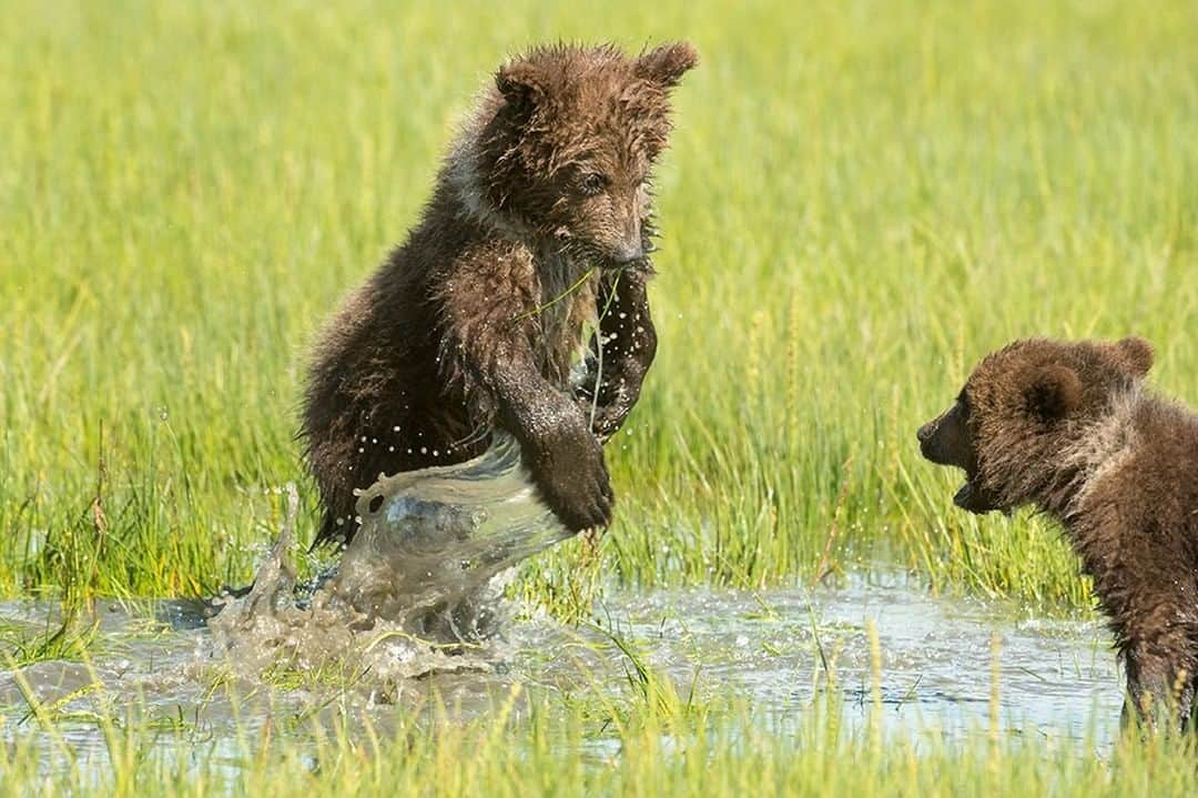 National Geographic Travelさんのインスタグラム写真 - (National Geographic TravelInstagram)「Photo by @DaisyGilardini  Alaska is one of my favorite locations to photograph brown bears. When photographing bear cubs playing, it’s important to program your camera settings accordingly. You’ll be amazed to see how fast these little guys can move! To freeze the action, you’ll need to shoot at a minimum of 1/2000s. If you’re photographing two cubs, you’ll need a bit more depth of field so that both subjects will be nice and sharp in the frame. I usually prefer an aperture of at least f8. If light conditions allow, I’ll push this even further, to f10 or more. On this occasion, the smaller of the two brothers wasn’t in the mood to play. He just looked at the hysterical jumps his sibling was performing to try and get him to play. Follow me @DaisyGilardini for more images and stories behind the scenes. #alaska #lakeclarknationalpark #bear #grizzlybear」6月30日 21時07分 - natgeotravel