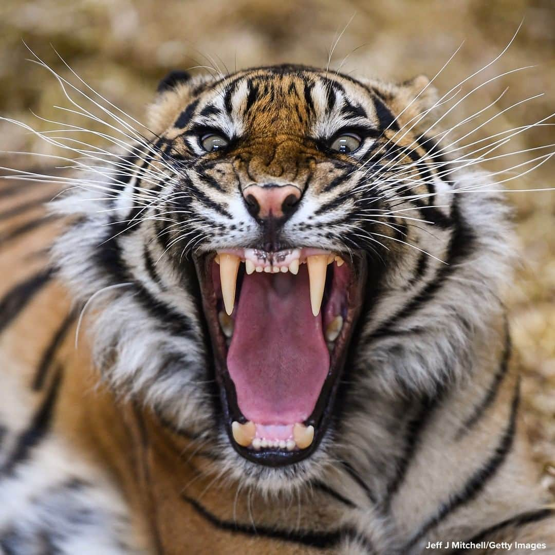 ABC Newsさんのインスタグラム写真 - (ABC NewsInstagram)「OPEN WIDE: Dharma the Sumatran tiger yawns as members of the public return to Edinburgh Zoo following the easing of coronavirus lockdown restrictions in Scotland. #tiger #animals #zoo」6月30日 21時08分 - abcnews