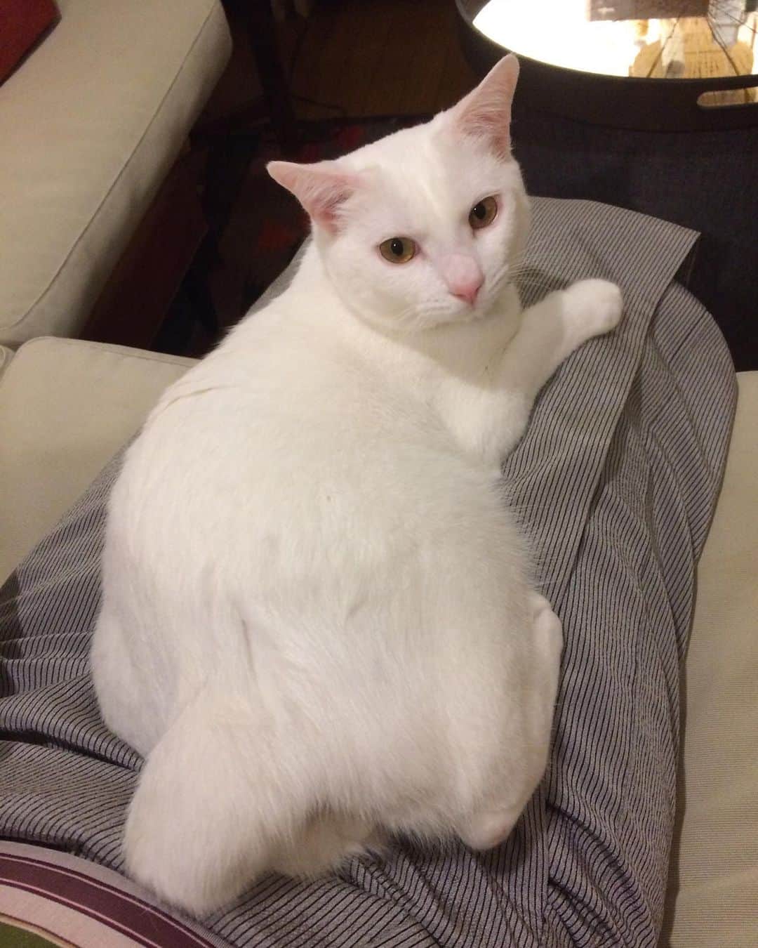 岡田屋鉄蔵のインスタグラム：「今日のナブさん。オヤツ！と思い膝に乗ったら目薬でした。勿論ご褒美チュールもありますぜ。  ウチに来てから続いてたクシャミ鼻水が漸く改善されて来ました。」