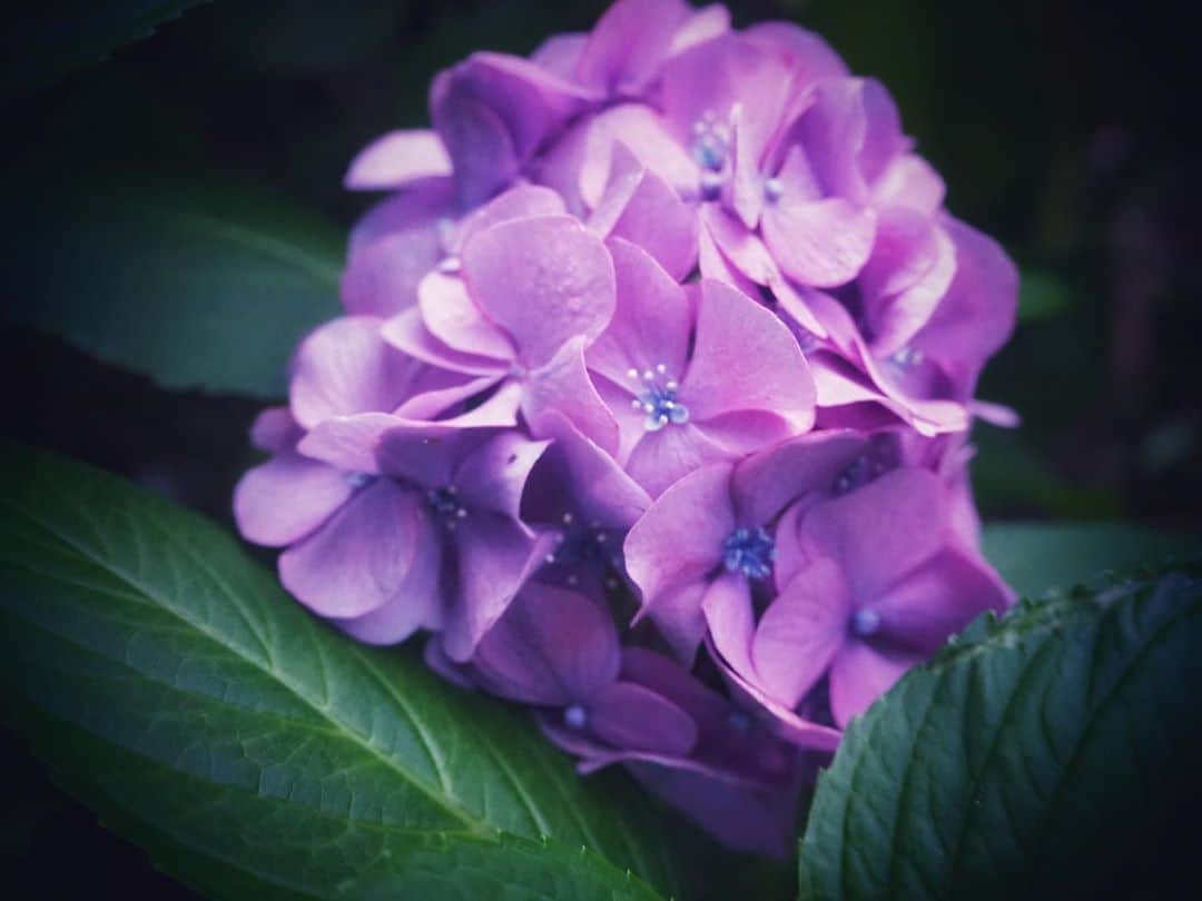 松本紗依のインスタグラム：「☔ * ズームすると、いかにも真珠が付いてそうな…感じが好き☺️ * #紫陽花 #梅雨 #カメラ #写真」