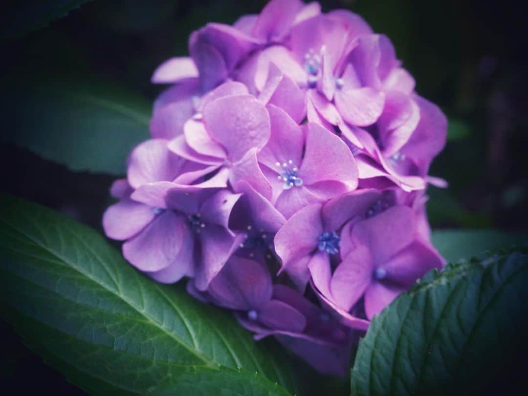 松本紗依さんのインスタグラム写真 - (松本紗依Instagram)「☔ * ズームすると、いかにも真珠が付いてそうな…感じが好き☺️ * #紫陽花 #梅雨 #カメラ #写真」6月30日 21時30分 - sayo_rinrin