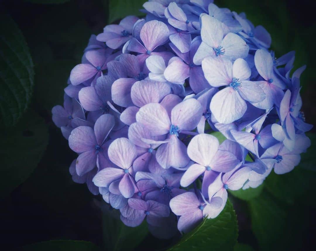 松本紗依のインスタグラム：「☔ * #紫陽花 #梅雨 #カメラ #写真」