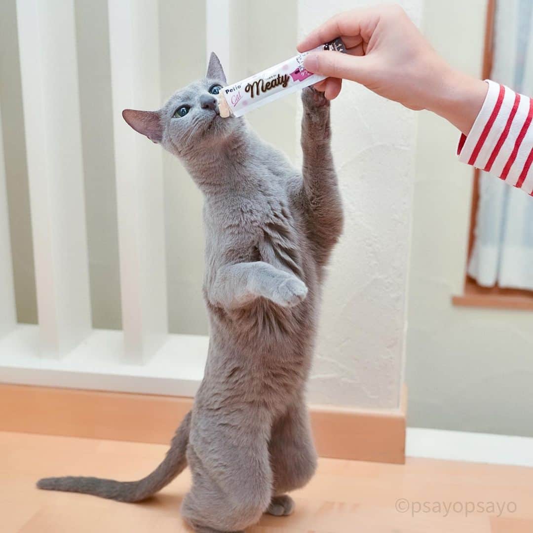 ❤?❤❤❤ Sayo ??❤?❤️❤️❤️のインスタグラム：「Chupy turns 16 on July 7😺 Converting it into a human age is 80!😄 However, he runs around the house every day, jumps out of the loft and mess with Juno every day, so I don't think he's a very old man.😅 However, I was a little worried because he was originally thin, but recently he has become thinner and thinner.💦 So I applied for a monitor I found on instagram.🍭 Look! ! See him standing on his hind legs and crazy about his hood! !🤣👍🏻💕 After a long absence, I and my husband were delighted to see him crazy eating✨✨  By the way, because I was self-restraining every day, I got my camera for the first time in 3 months.📷 I forgot a little about the operation method 💦 When the corona converges, I want to go outside for shooting... well, I'll stand still now💖✨  7月7日で16歳になるちゅうぴぃ。😺 人間年齢に換算するとなんと80歳！ しかし、毎日家中を駆け回りロフトから飛び降りじゅのにちょっかいを出す毎日でとても老人とは思えません。😄 ただ、元々痩せているのに最近は食が細くなって更に痩せて来たのが少し心配でした。💦 それでinstagramで発見したモニターに応募してみました。🍭 見て下さい！！後ろ足で立ち夢中でフードを頬張る彼の姿を！！🤣👍🏻💕 久しぶりにがっつくちゅうぴぃを見て私も旦那も大喜び✨✨  ちなみに、、自粛自粛の毎日だったのでカメラを3か月ぶりに手にしました 操作方法ちょっと忘れてました(笑) コロナが収束したら外に撮影に出かけたいなぁ、、まだ先でしょうが今はじっと我慢します💖 #ミーティ #petio #しっとりホロッと #モラタメフォト部」