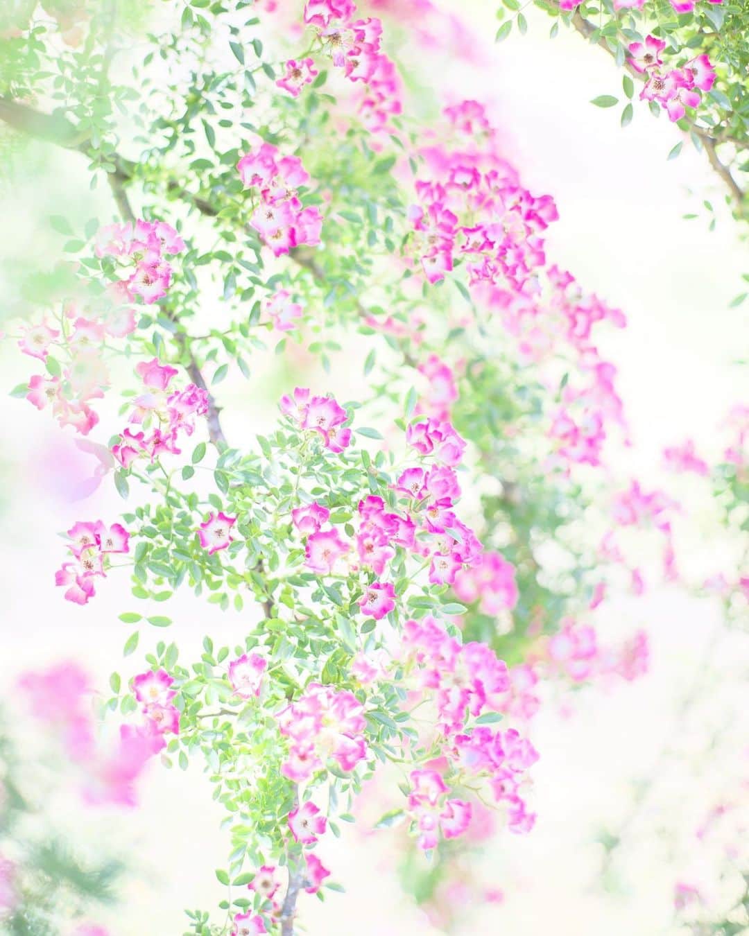 のインスタグラム：「☁️ 2020.07.01 Wed #京成バラ園 の #バラ 🌹 小振りの花🌸でも… たくさん咲くと華やか〜😊 #心に花を  今日から7月… 今年も残り半分となりました これから先もまだ安心できないけど… 今日も元気に🤗  location #千葉 📷撮影 2020年06月07日」