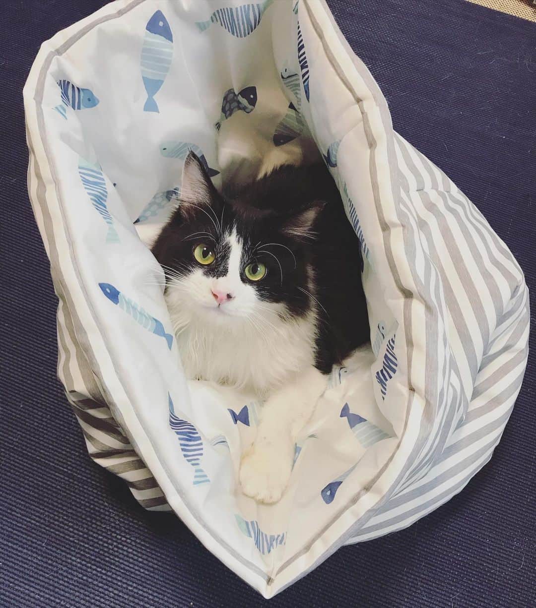もじゃころのインスタグラム：「巣籠もりばんどぅ🥺🥺🥺  静岡は今日も大雨なのでせっかくの連休なのに引きこもりです。まあいつも引きこもりなんだけどさ…😂  #坂東玉隠しシャシャ丸  #すいようびだよ？」